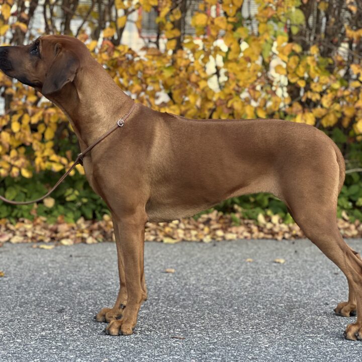 Hedda 2 years 1 month