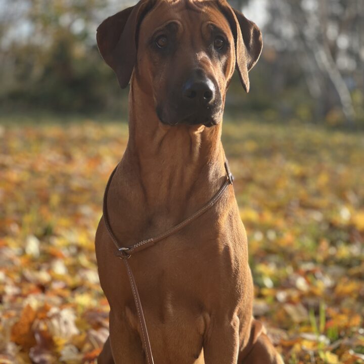 Hedda 2 years 1 month