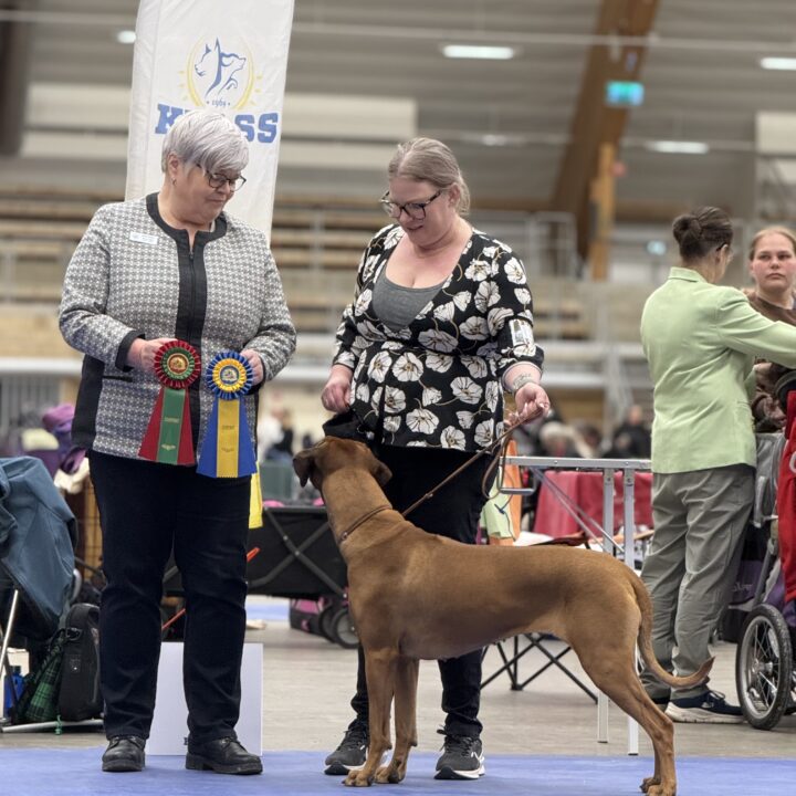 Hedda 2,5 years - New champion! With honorable judge Marjo Nygård, FIN
