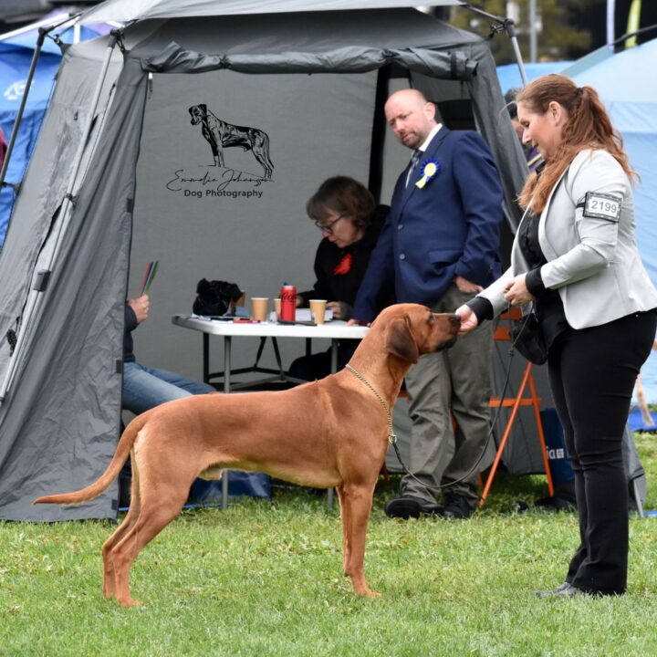 Corrado, photo by Emelie Johansson