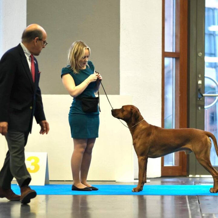 Corrado, photo Patrick Backlund