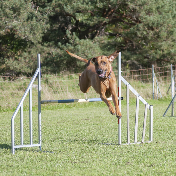 Hedda agility