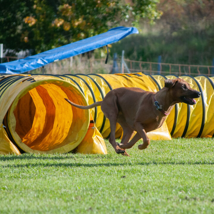 Hedda agility