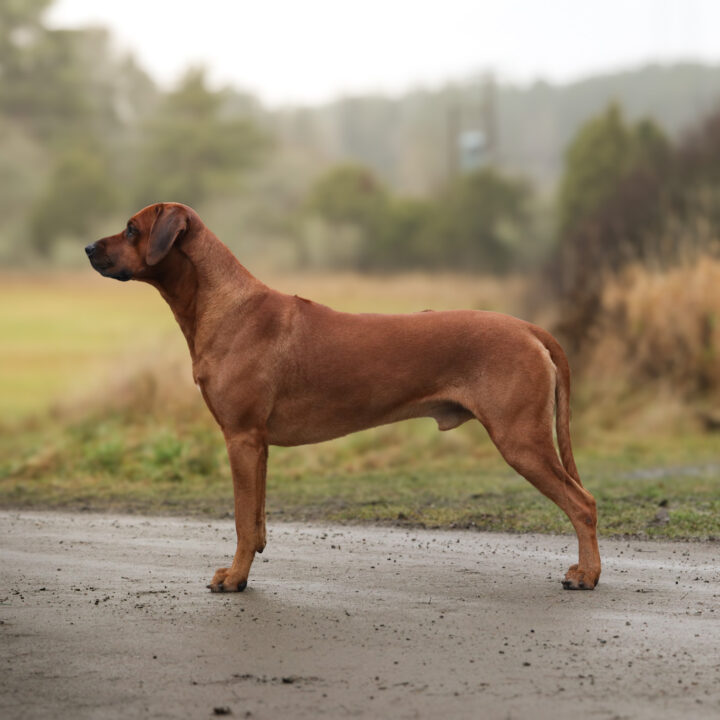 Corrado 4.5 years, photo by Anaelle Thoren