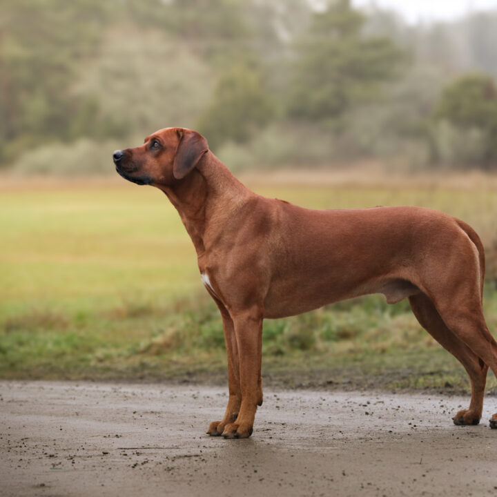 Corrado 4.5 years, photo by Anaelle Thoren