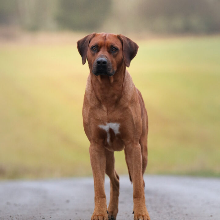 Corrado 4.5 years, photo by Anaelle Thoren