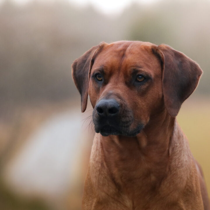 Corrado 4.5 years, photo by Anaelle Thoren