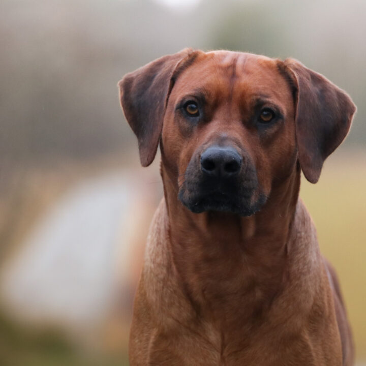 Corrado 4.5 years, photo by Anaelle Thoren