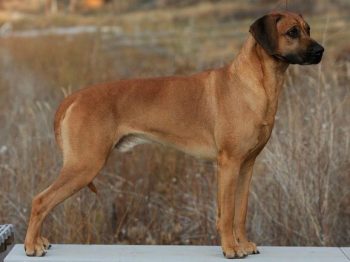 Tropaco Troyan Argos Of Coso