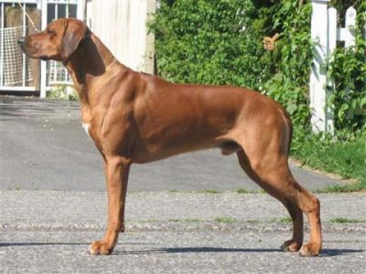 The Black Pearl Of Course