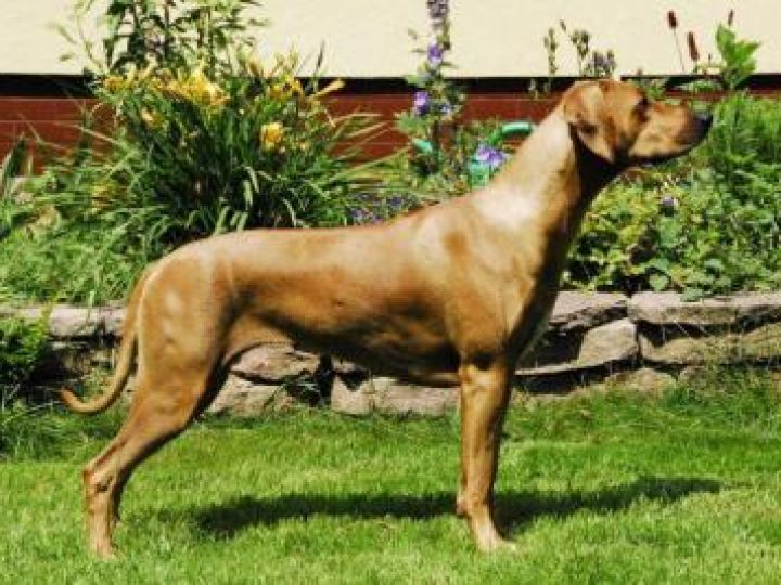 Maendeleo A-team Angel Dreamgirl