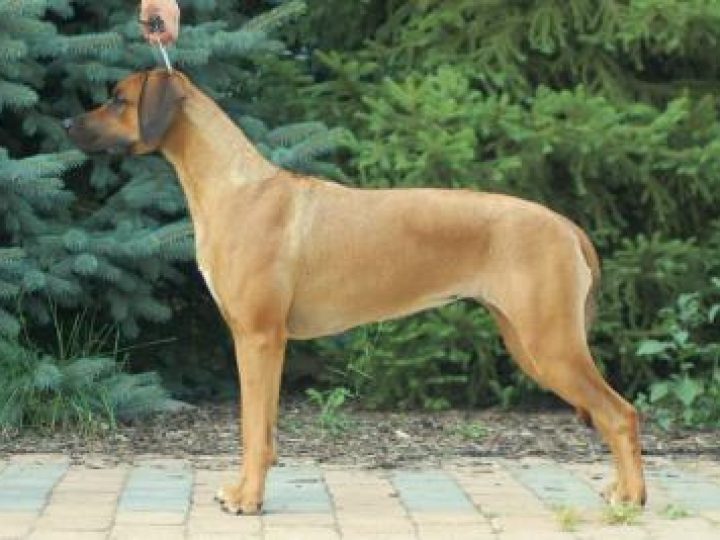 Bayo Pinky Pearl Qwandoya