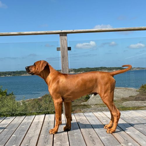 Blue 18 weeks