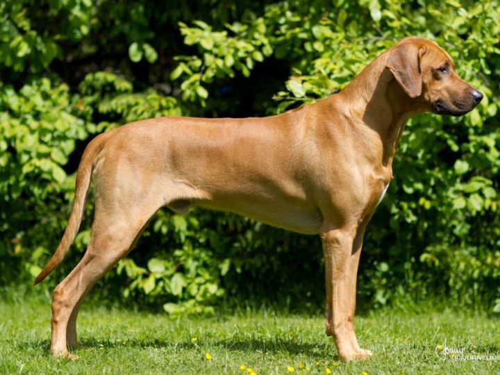 Hamnuddens Heskey, photo by Jenny Jurnelius