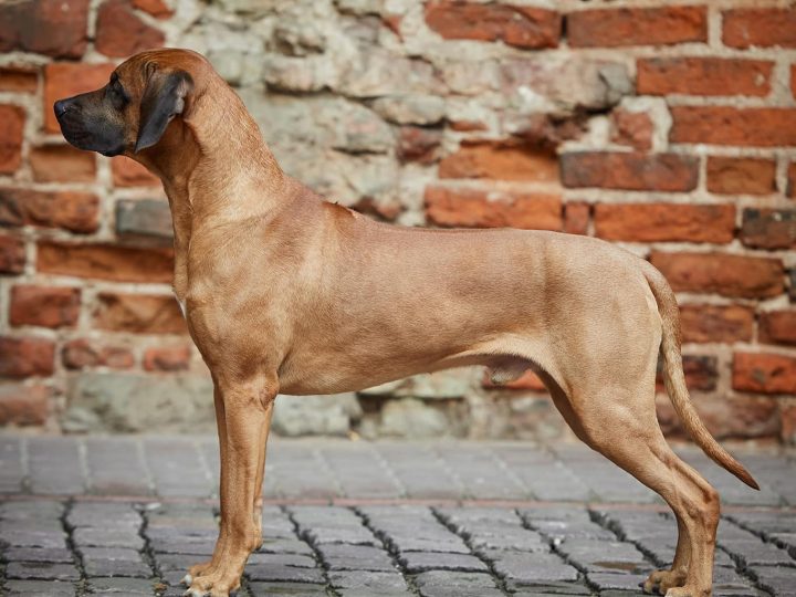 Dream Come True By Qwandoya, photo by Alex Design