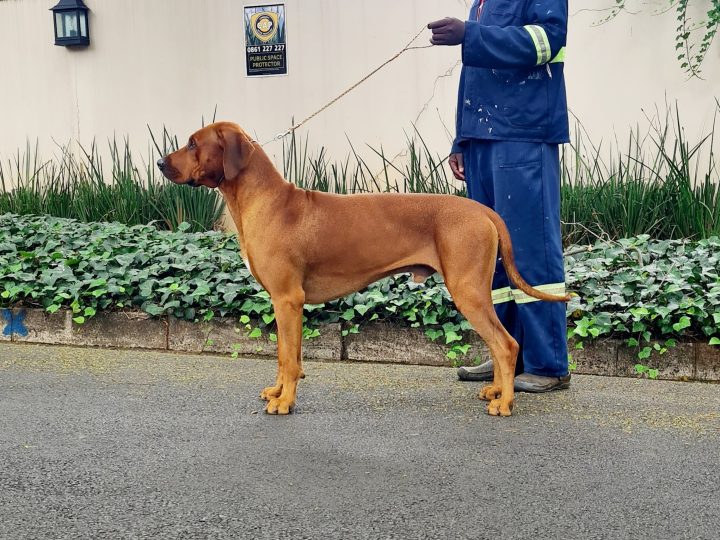 Amberhall Highveld Storm