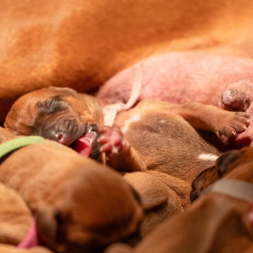 XO-litter 2 days old