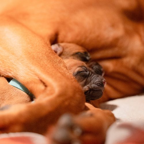 XO-litter 2 days old