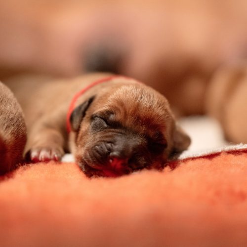 XO-litter 2 days old