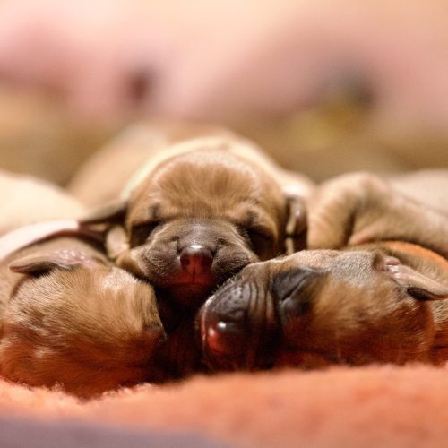 XO-litter 2 days old