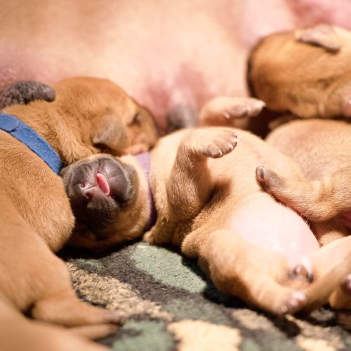 Ms Purple 5 days old