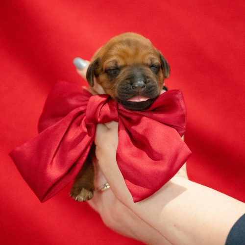 Valentines day, Mr Green 6 days old