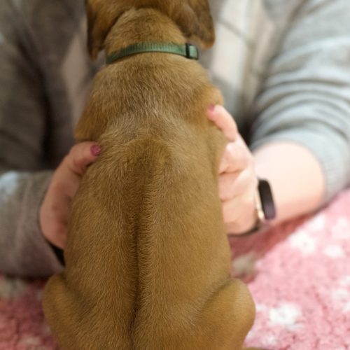 Green 5 weeks
