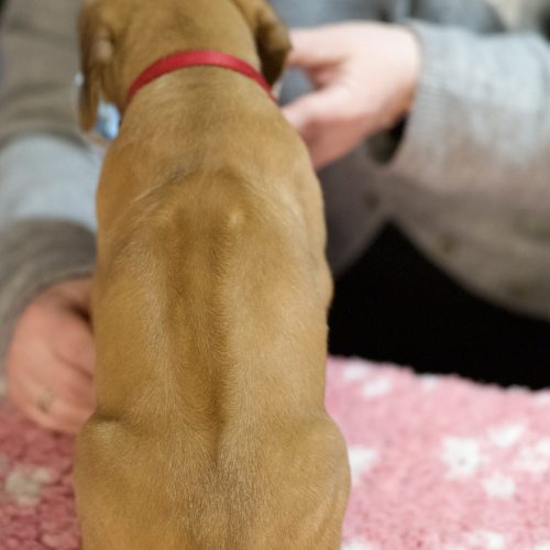 Red 5 weeks
