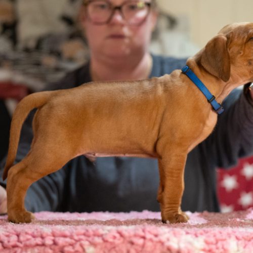 Blue 5 weeks