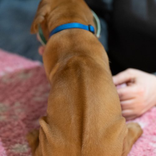 Blue 5 weeks