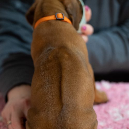 Orange 5 weeks