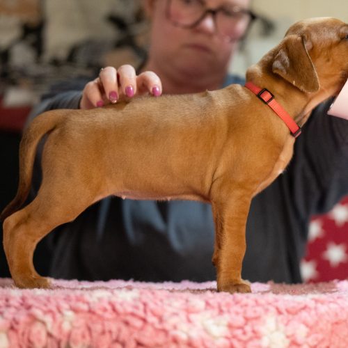 Pink 5 weeks
