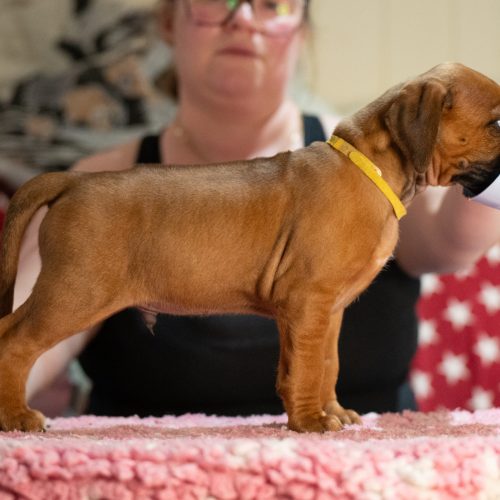 Yellow 5 weeks