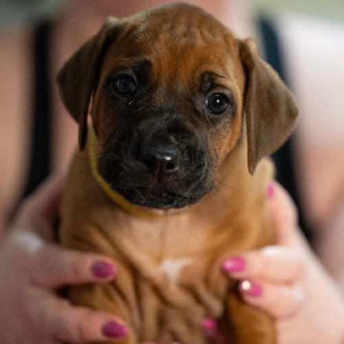 Yellow 5 weeks