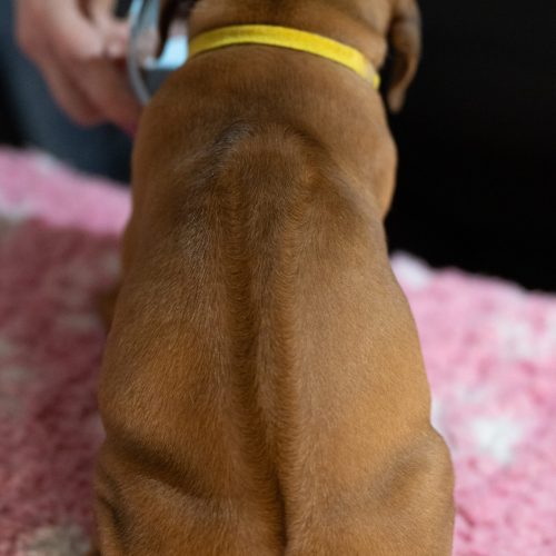 Yellow 5 weeks