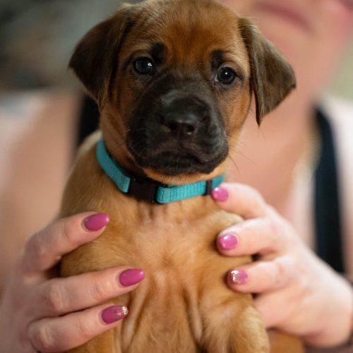 Turquoise 5 weeks