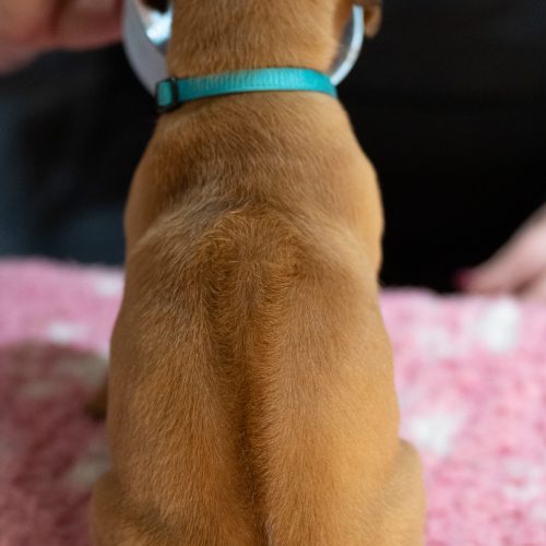 Turquoise 5 weeks