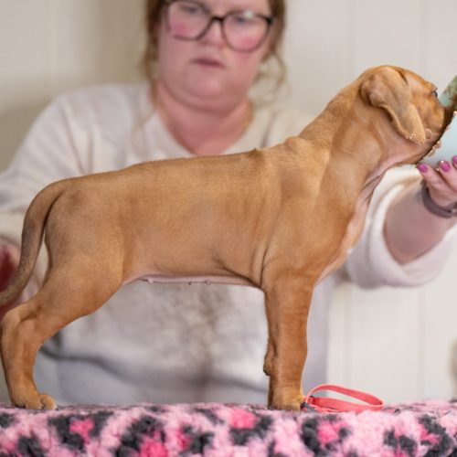 Pink 6,5 weeks