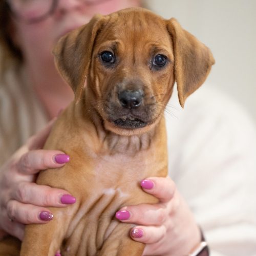 Pink 6,5 weeks