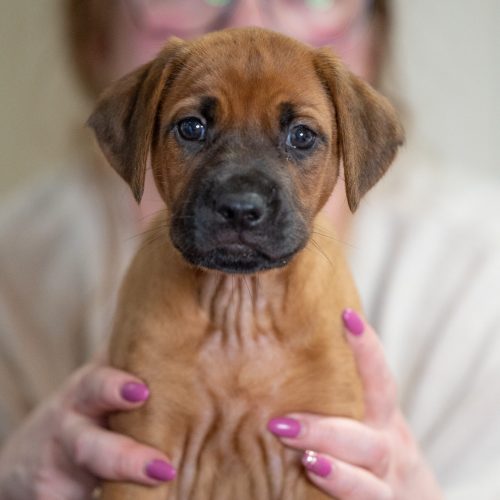 Turquoise 6,5 weeks