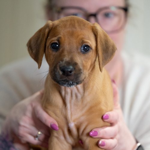 Black 6,5 weeks