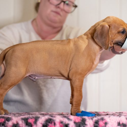 Blue 6,5 weeks