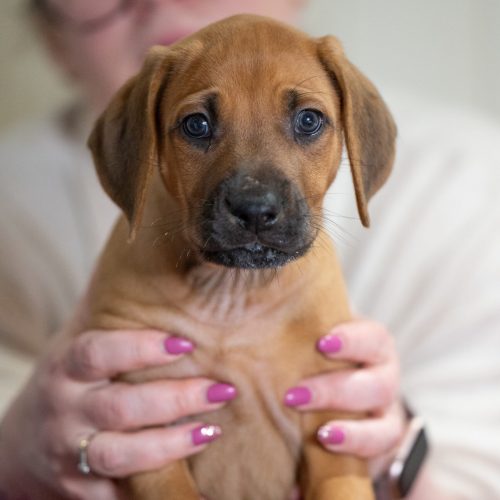 Red 6,5 weeks