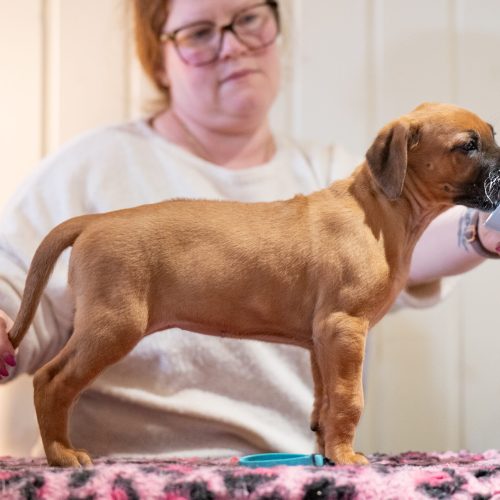 Turquoise 6,5 weeks