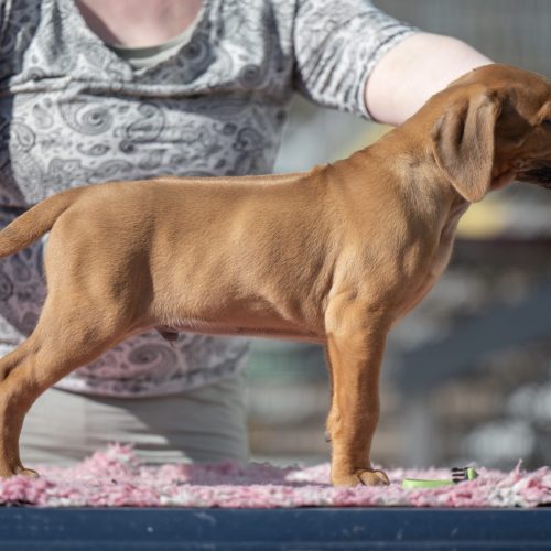 Lime 7,5 weeks