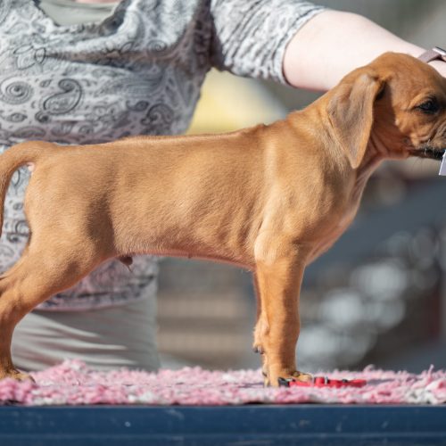 Red 7,5 weeks