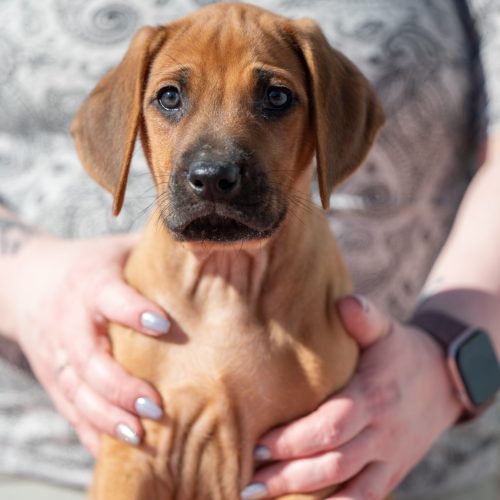 Red 7,5 weeks