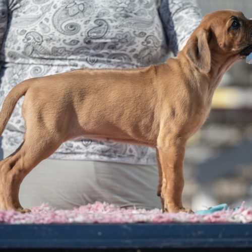 Turquoise 7,5 weeks