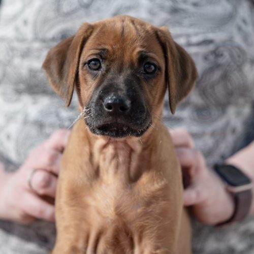 Turquoise 7,5 weeks