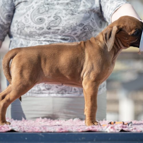 Orange 7,5 weeks